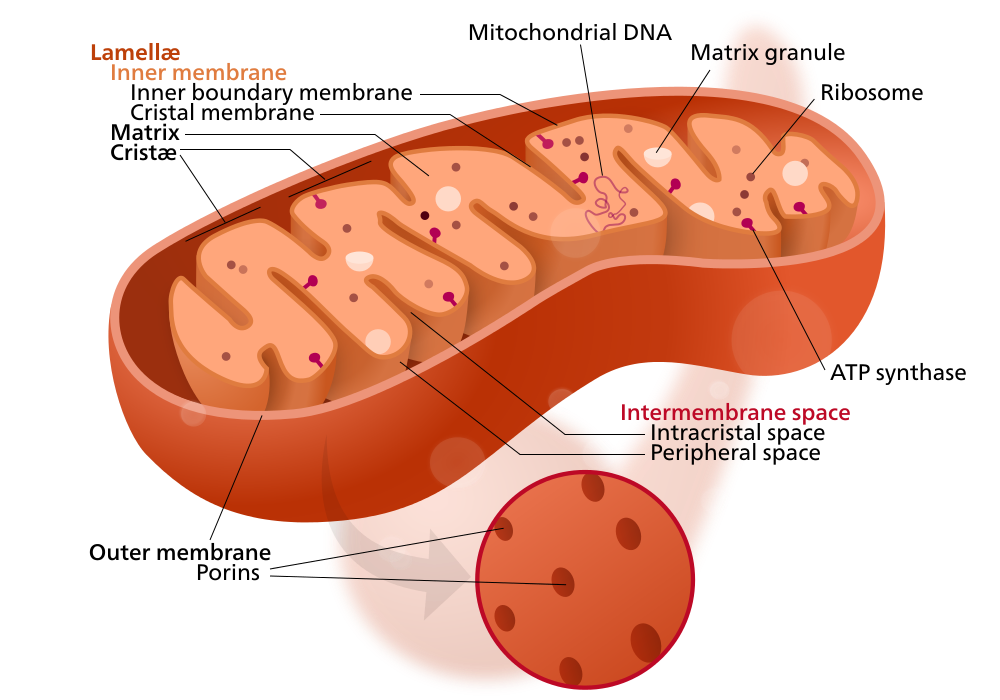Mitochondria function