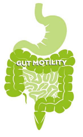 Gut Motility - Driver of the Microbiome